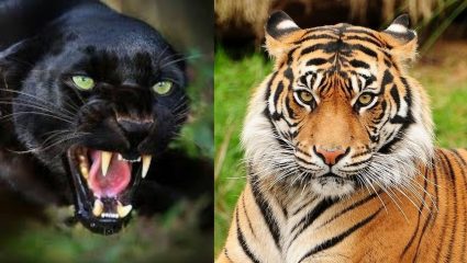 Sahyadri Tiger Reserve: आंबोलीच्या देवराईत वाघाचे दर्शन! ७-८ फुटांवर वाघ…; रोमांचकारी अनुभव कॅमेऱ्यात कैद