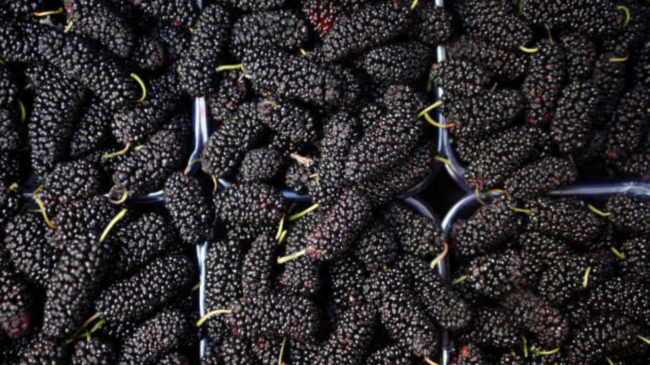 मधुमेह असलेल्या रुग्णांना गोड पदार्थ खाण्याची इच्छा झाल्यास कोणत्याही मिठाईचे सेवन करण्याऐवजी मलबेरीज खाव्यात. यामुळे रक्तातील साखर नियंत्रणात राहते आणि आरोग्य सुधारते.