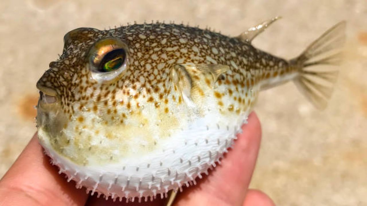 पफर फिश एकाच वेळी ३० पेक्षा जास्त लोकांचा जीव घेऊ शकतो. या माशामध्ये खूप जास्त विष असते. त्यामुळे कायमच पफर फिशपासून चार हात लांब राहण्याचा सल्ला दिला जातो.