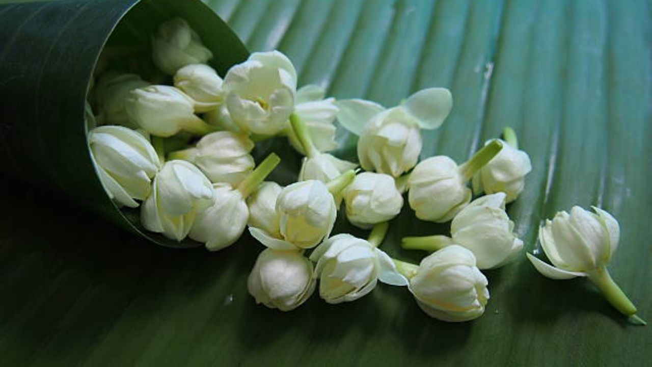 सुगंधी मोगऱ्याचे झाड घरात आणून नक्की लावावे. मोगऱ्याचा फुलांचा सुगंध संपूर्ण घरात कायमच दरवळ राहील आणि मन सुद्धा फ्रेश होईल.