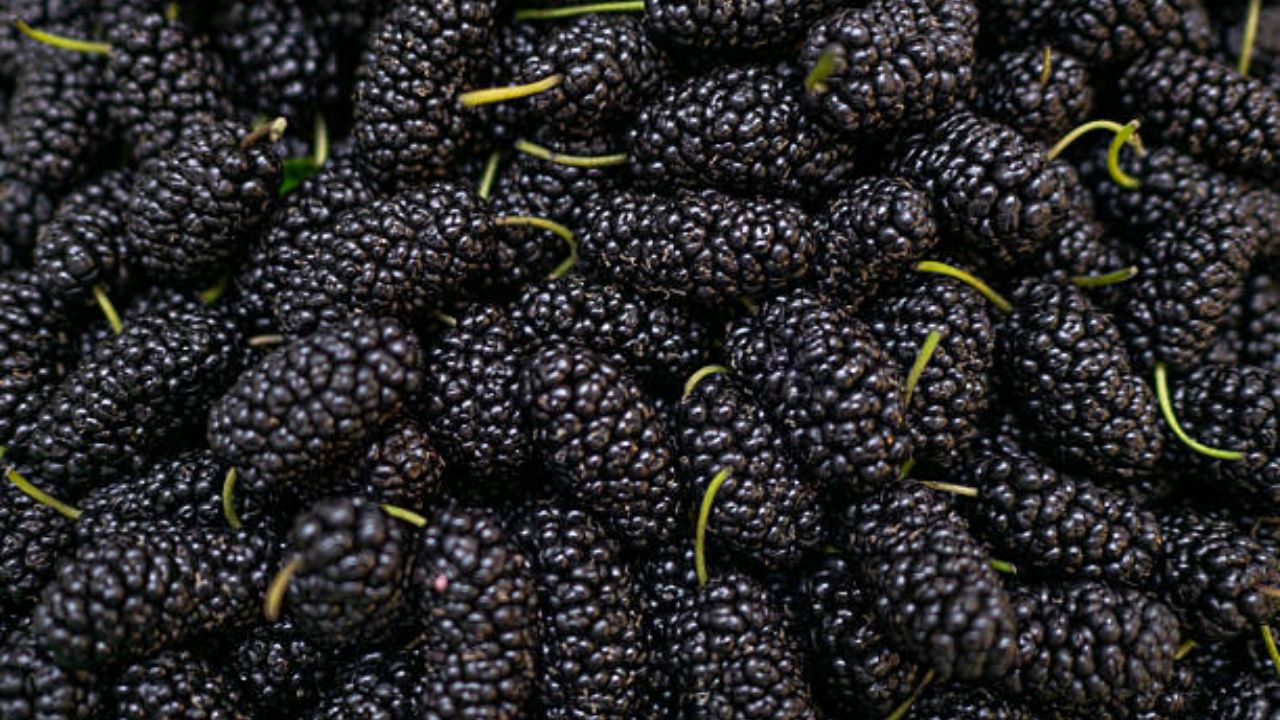 मलबेरीमध्ये अँथोसायनिन्स आणि अनेक अँटिऑक्सिडंट्स ज्यामुळे शरीरातील कॅन्सरच्या पेशी नष्ट होण्यास मदत होते. शरीरातील मुक्त रॅडिकल्स नष्ट कॅन्सरच्या पेशी अजिबात वाढत नाही.