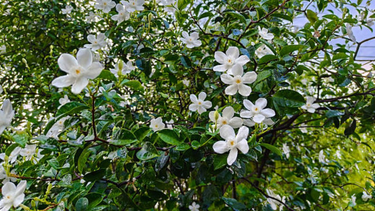 चमेलीची फुले खूप जास्त सुगंधी असतात. मोठ्या कुंडीत चमेलीचे झाड आणून लावल्यास फुले आल्यानंतर ते अतिशय सुंदर दिसेल. चमेलीचे फुले घरभर सुगंध पसरवतात.