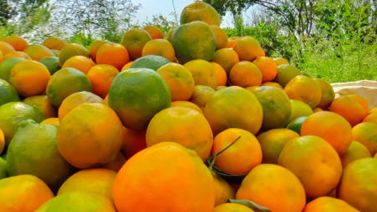 संत्र्यांमध्ये विटामिन सी आणि अँटीऑक्सिडंट्स भरपूर प्रमाणात असते. यामध्ये असलेल्या घटकांमुळे पाचक रस वाढतो. शरीरातील मुक्त रॅडिकल्स आणि विषारी पदार्थ बाहेर काढून टाकण्यासाठी संत्र्याचा रस किंवा संत्र खावे.