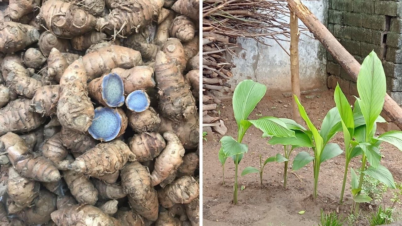 भारतात आणि आग्नेय आशियातील काही निवडक भागांमध्ये निळी हळद सापडते. पिवळ्या रंगाच्या हळदीमध्ये कर्क्यूमिन  नावाचा गुणकारी घटक आढळून येतो. 