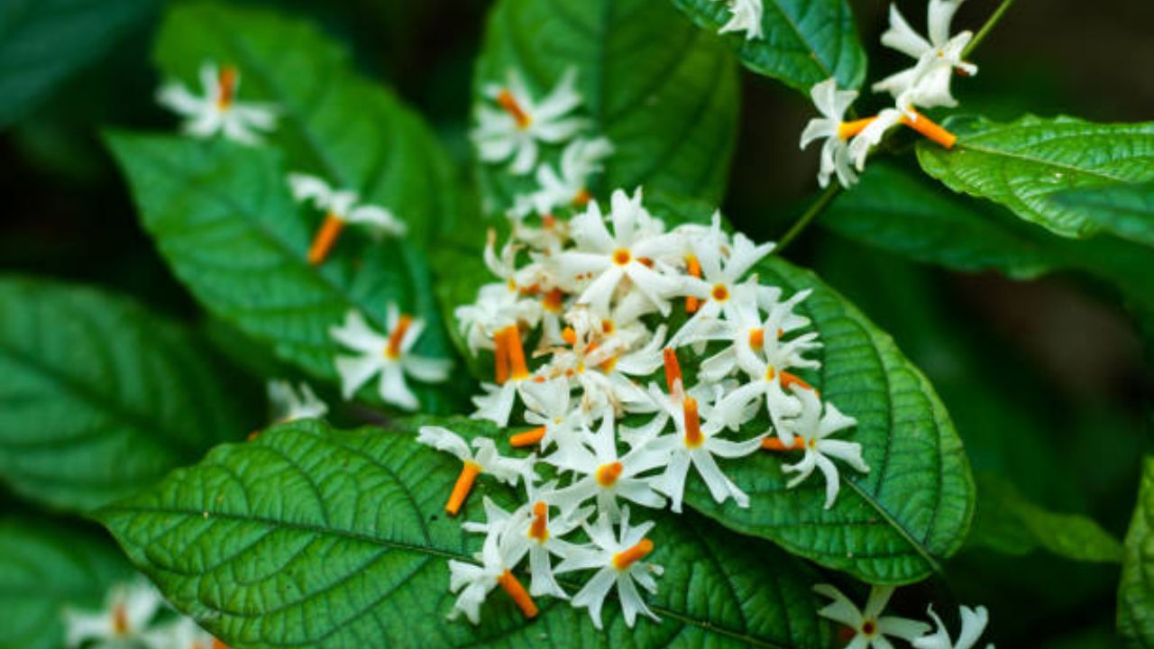 घराच्या अंगणात किंवा गॅलरीमध्ये तुम्ही पारिजातकाचे झाड लावू शकता. पांढऱ्या रंगाची आणि नारंगी देठाची फुले पाहायला सुद्धा सुंदर वाटतात आणि सुगंधही चांगला येतो.