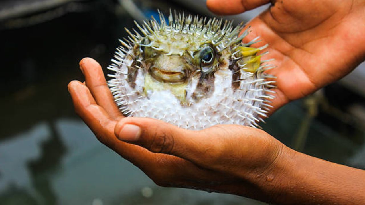 या माशाची सगळ्यात भीतीदायक गोष्ट म्हणजे पफर फिशच्या विषावर अद्याप कोणतेही किंवा उतारा आला आहे. त्यामुळे मानवासाठी हा मासा जीवघेणा ठरतो.