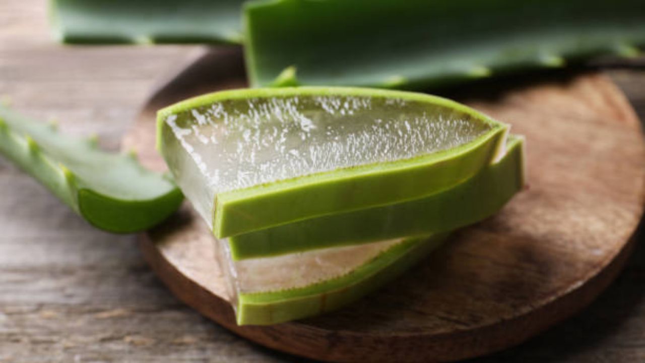 नैसर्गिकरीत्या त्वचा हायड्रेट ठेवण्यासाठी कोरफड जेल अतिशय प्रभावी ठरते. होळी खेळायला जाण्याआधी कोरफड जेल लावावे. यामध्ये असलेले अँटीबॅक्टेरियल, अँटीसेप्टिक आणि अँटी-इंफ्लेमेटरी गुणधर्म त्वचेचे रक्षण करतात. 