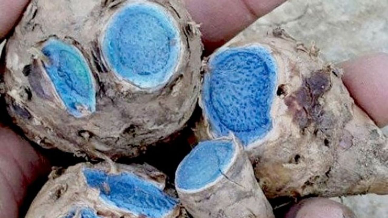 निळ्या रंगाच्या हळदीमध्ये कर्क्यूमिनचे प्रमाण अतिशय कमी असते. यामध्ये कापूर आणि विविध आवश्यक तेल आढळून येतात. निळ्या हळदीची चव कडू असते. 