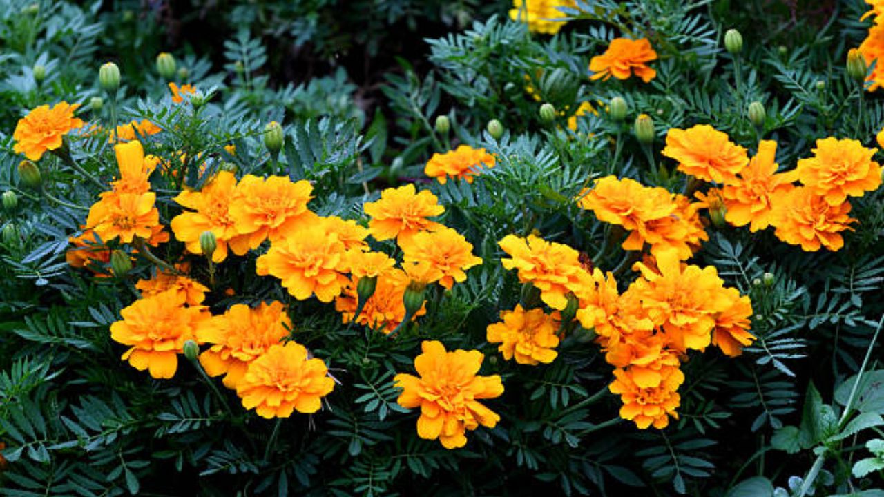 झेंडूच्या झाडाच्या अनेक वेगवेगळ्या प्रजाती आहेत. देवाच्या पूजेसाठी झेंडूच्या फुलांचा मोठ्या प्रमाणावर वापर केला जातो. पिवळा, नारंगी, मारून यांसारख्या विविध रंगांमध्ये झेंडूची फुले असतात.