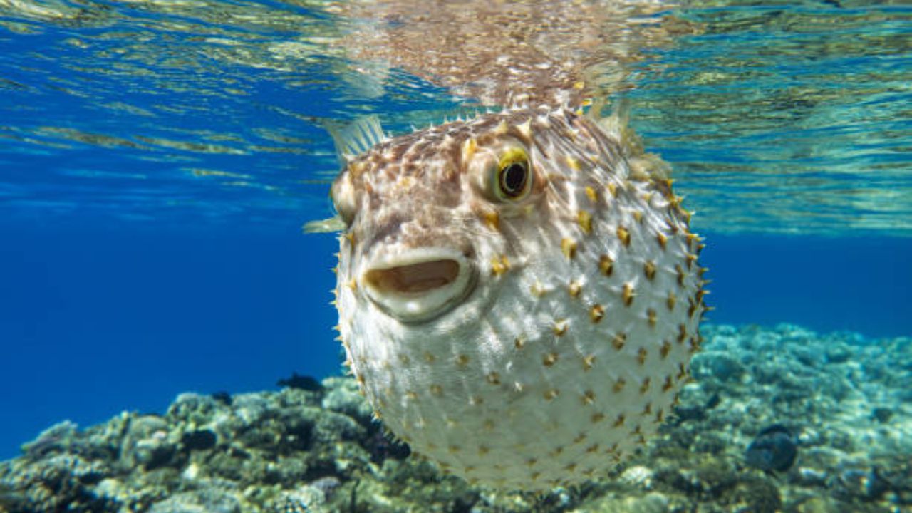 समुद्रात ज्यावेळी पफर माशाला धोका जाणवतो तेव्हा तो स्वतःच्या शरीरात पाणी किंवा हवा भरून घेतो ज्यामुळे माशाचा आकार मोठ्या चेंडूसारखा दिसतो.