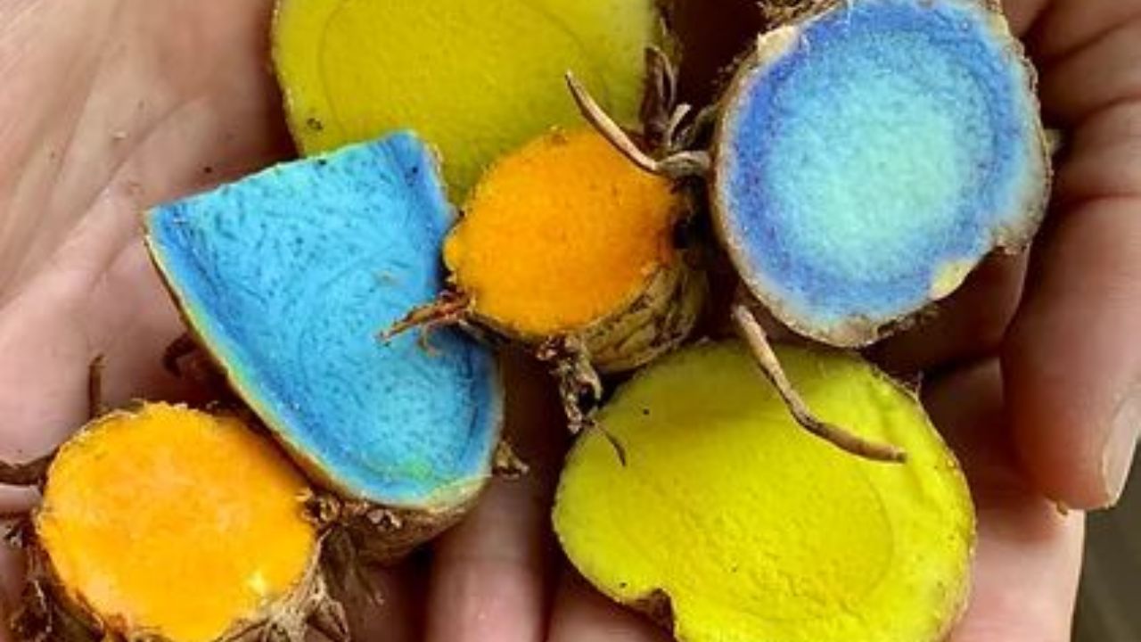 निळ्या रंगाच्या हळदीला कापूरसारखा तीव्र वास येतो. त्यामुळे निळी हळद स्वयंपाक घरात अजिबात वापरली जात नाही. ही हळद आयुर्वेद आणि घरगुती उपचारांसाठी वापरली जाते. 