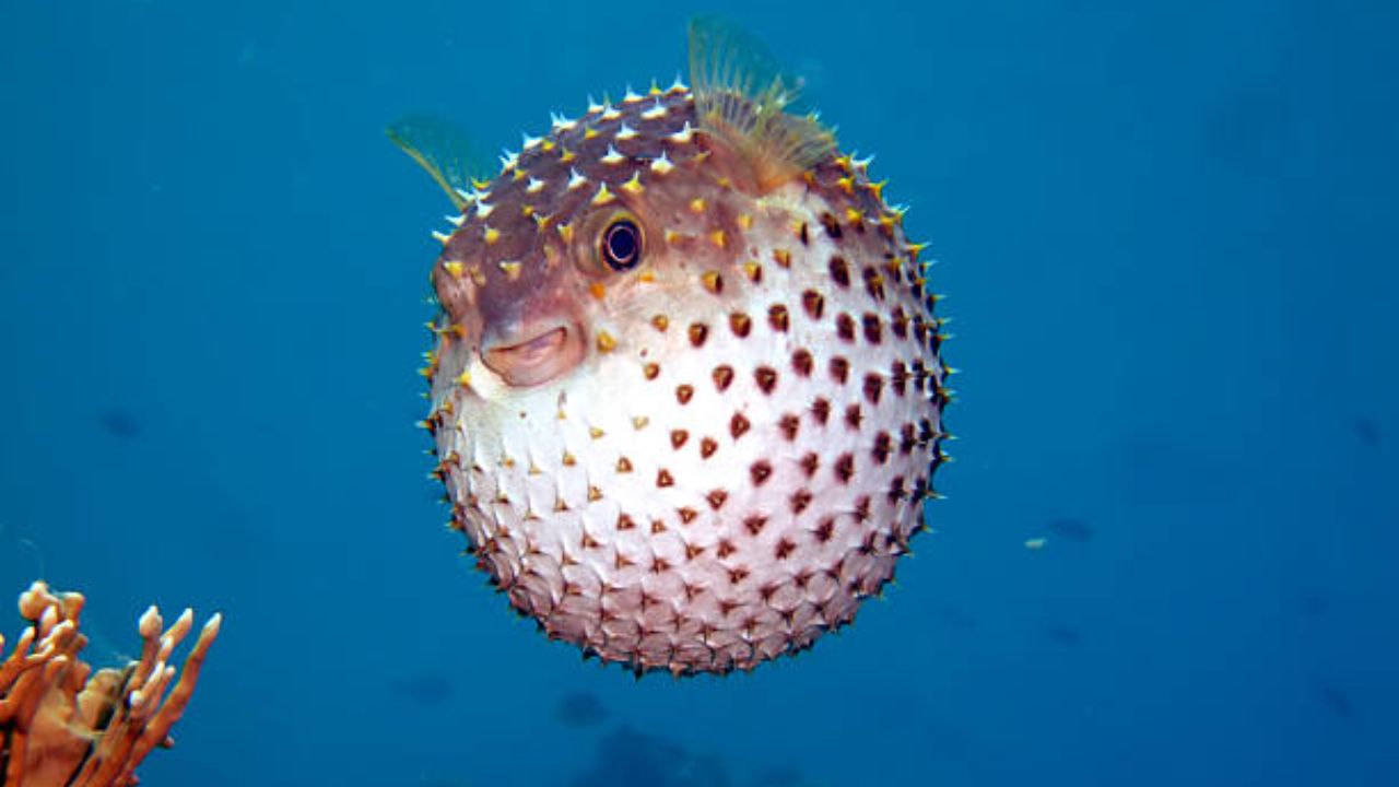 ‘हा’ आहे जगातील सगळ्यात खतरनाक मासा! एकाच वेळी घेऊ शकतो ३० पेक्षा जास्त लोकांचा जीव, वाचा सविस्तर