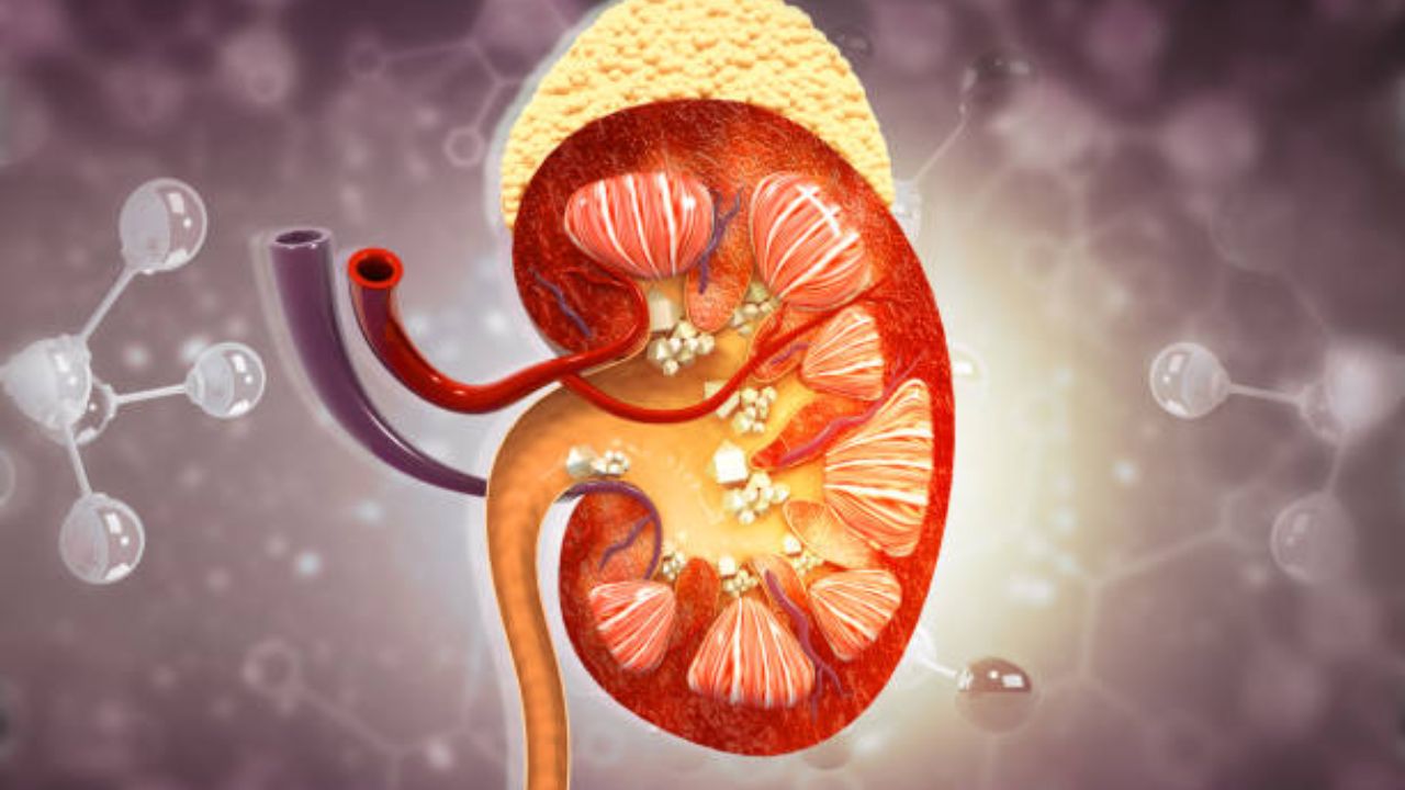Health Care Tips: किडनी स्टोन असलेल्या व्यक्तींनी चुकूनही खाऊ नका ‘हे’ पदार्थ! पोटात वाढतील असह्य वेदना