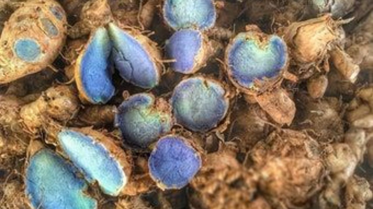 सांधेदुखी, स्नायू कडक होणे किंवा दुखापतीमुळे होणाऱ्या वेदनांपासून आराम मिळवण्यासाठी निळ्या हळदीचा वापर करावा. पारंपारिक औषधांमध्ये, खोकला, दमा आणि छातीत जळजळ यासारख्या समस्यांसाठी सुद्धा वापर केला जातो. 