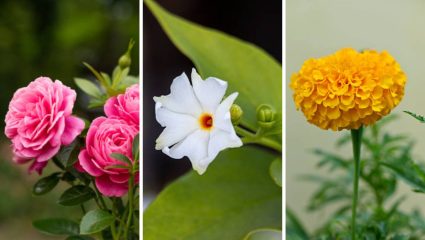 घरातील वातावरणात सकारात्मक आणि आनंदी ठेवण्यासाठी गॅलरीमध्ये लावा ‘या’ फुलांची झाडे, मन राहील ताजेतवाने