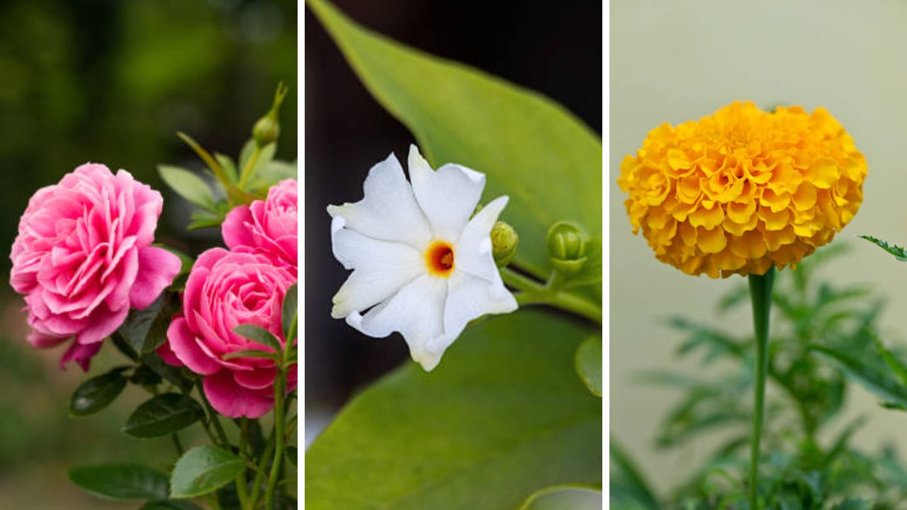 घरातील वातावरणात सकारात्मक आणि आनंदी ठेवण्यासाठी गॅलरीमध्ये लावा ‘या’ फुलांची झाडे, मन राहील ताजेतवाने