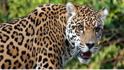 वाळवा तालुक्यात बिबट्याची मोठी दहशत! गावालगत वारंवार हल्ले, शिवारात भीतीचं सावट