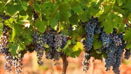 वाह रं मर्दा ! प्रतिकूल परिस्थितीत शेतीचं विक्रमी उत्पादन; ‘आरा’ द्राक्षांना परदेशात मागणी