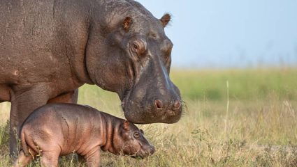 World Hippo Day : दिसायला गोंडस पण वाघापेक्षाही घातक! जाणून घ्या पाणघोड्याला का म्हटले जाते King of River