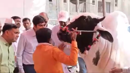 Latur News : हासेगावच्या ‘देवणी’ गायीने वेधले सर्वांचे लक्ष! लातूरच्या यात्रेत पशुधनाचा महाकुंभ