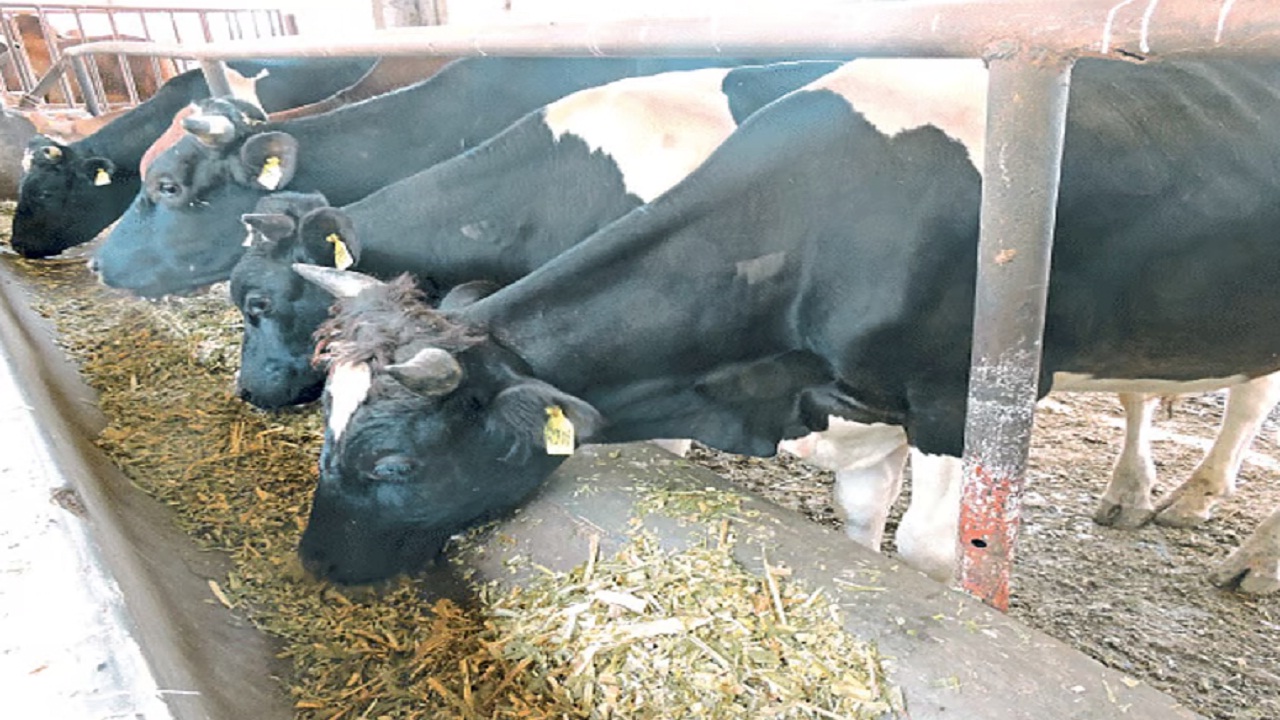 बदलत्या हवामानामुळे जनावरांमध्ये आजार वाढले, दूध उत्पादनात घट; शेतकऱ्यांवर उपचार खर्चाचा भार