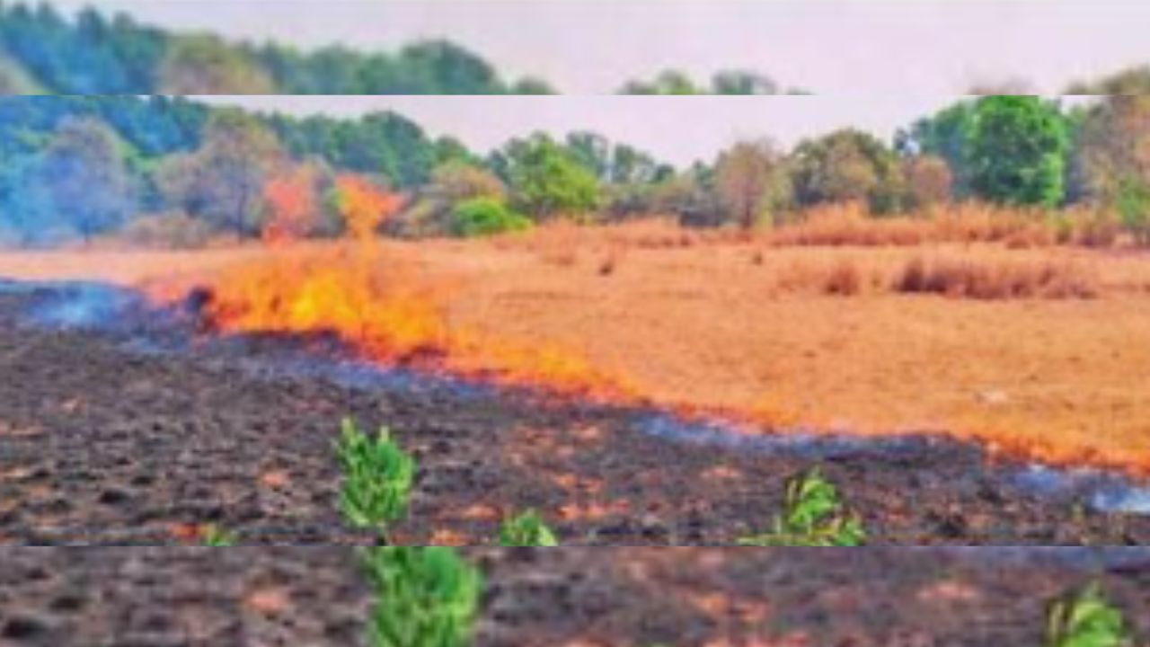 Kolhapur News : वणवा रोखण्यासाठी ठोस उपाययोजना आवश्यक; शासन स्तरावर ‘वणवामुक्त गाव’ करण्याची होतेय मागणी