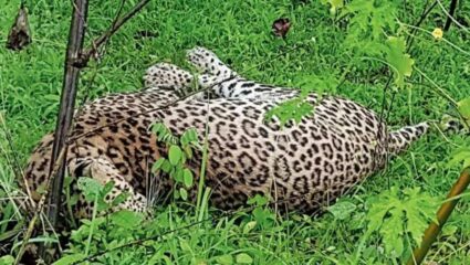 Mira Bhayandar Leopard: धुमाकूळ घालणाऱ्या बिबट्याचा मृत्यू; नेमकं काय आहे कारण?