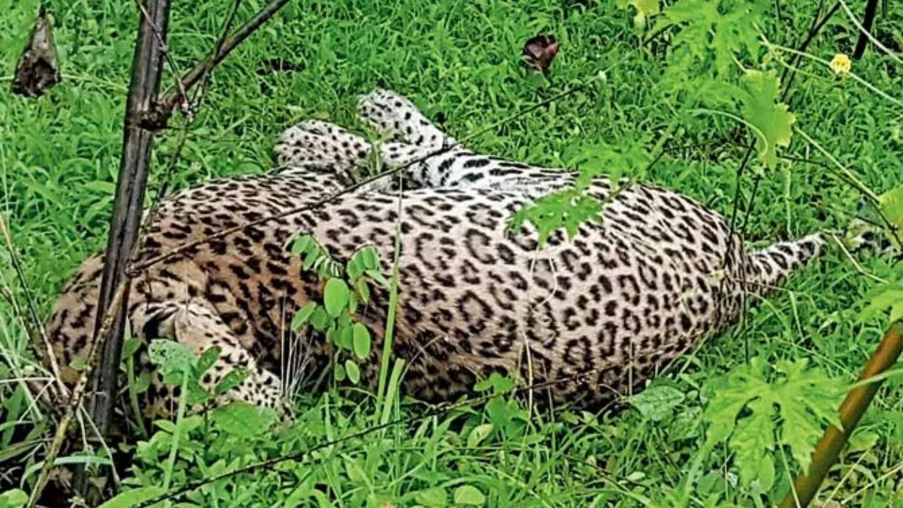 Mira Bhayandar Leopard: धुमाकूळ घालणाऱ्या बिबट्याचा मृत्यू; नेमकं काय आहे कारण?