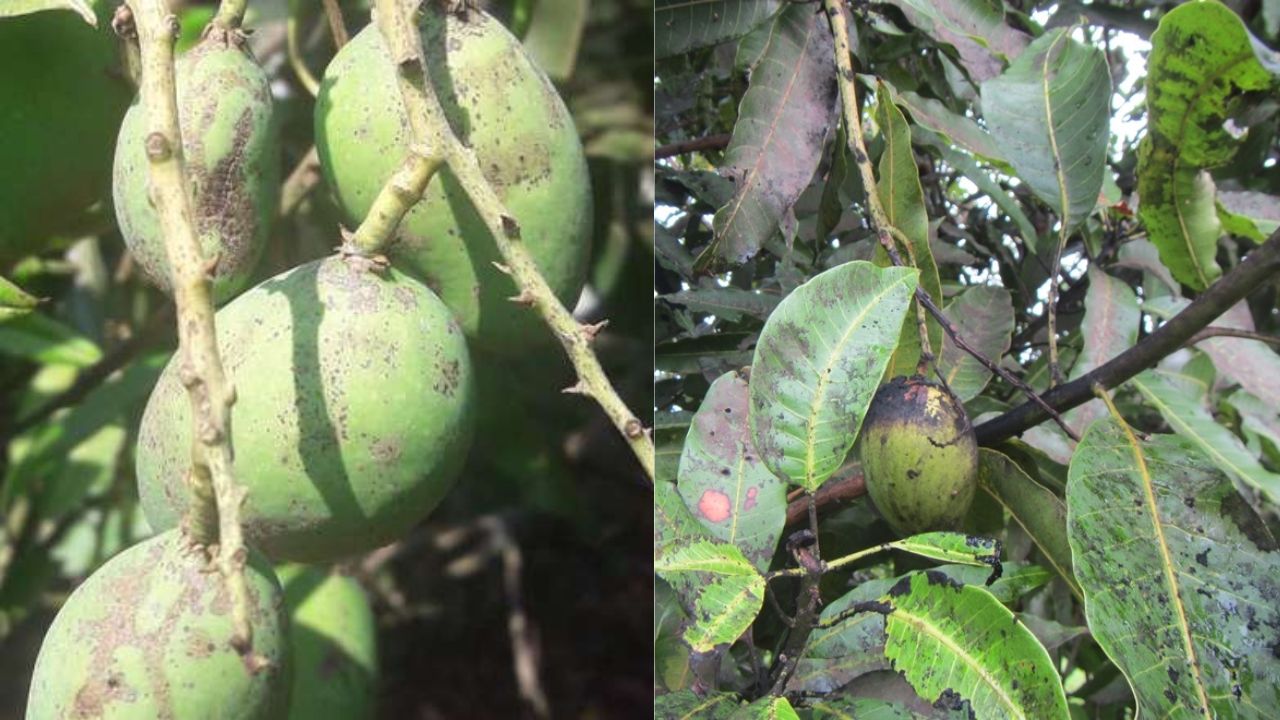 Devgadh Mango Farmers: देवगडच्या आंबा बागायतदारांवर १० वर्षांतील सर्वात मोठे अरिष्ट; पालकमंत्री नितेश राणेंना साकडे