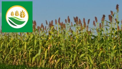 MahaVistar AI Appने शेती होणार हायटेक: नेमकं काय आहे तंत्रज्ञान?