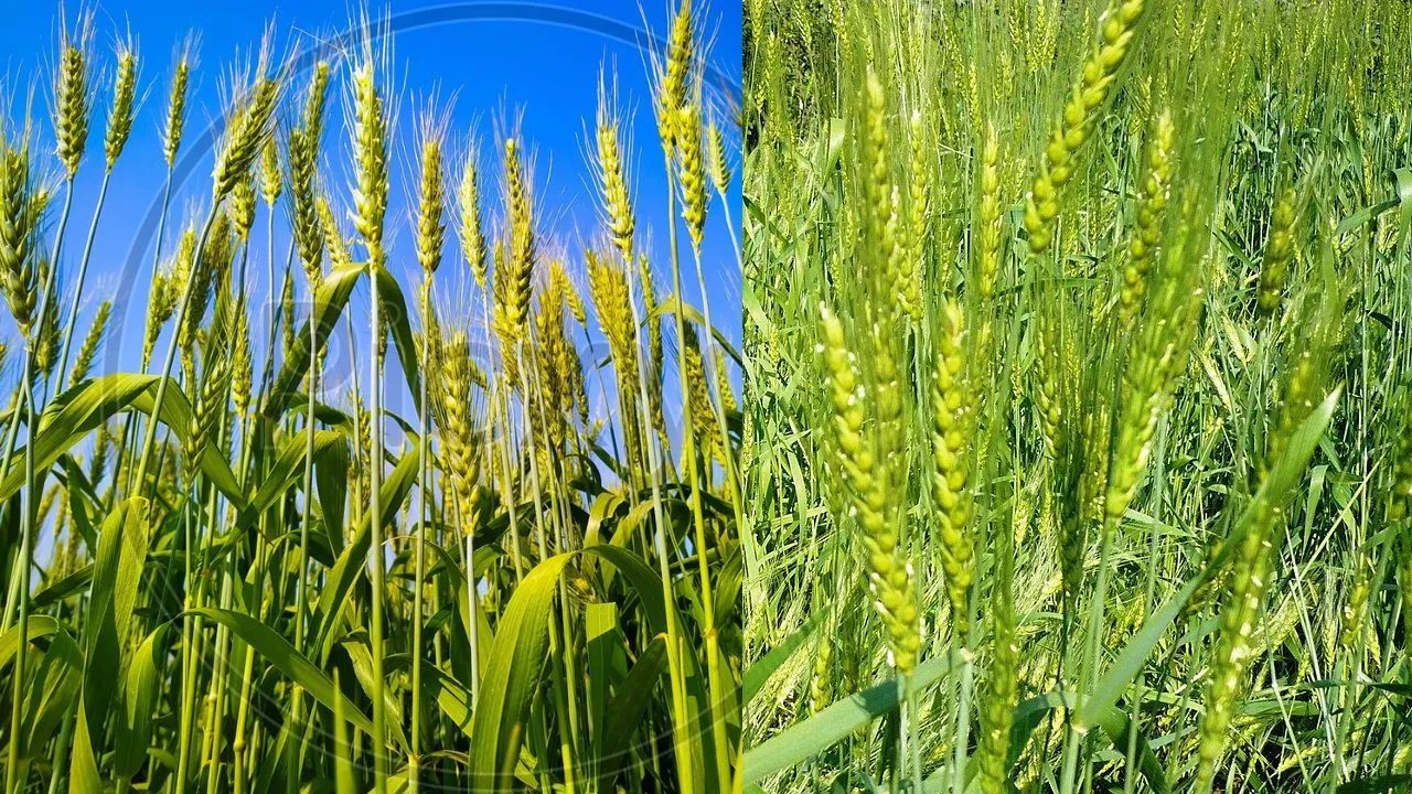 Yavatmal Rabbi Crop Area: यवतमाळमध्ये अतिवृष्टी ठरली शेतकऱ्यांसाठी वरदान, रब्बी पिकांना मिळाले जीवनदान