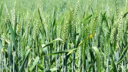 Yavatmal Rabbi Crop Area: यवतमाळमध्ये अतिवृष्टी ठरली शेतकऱ्यांसाठी वरदान, रब्बी पिकांना मिळाले जीवनदान