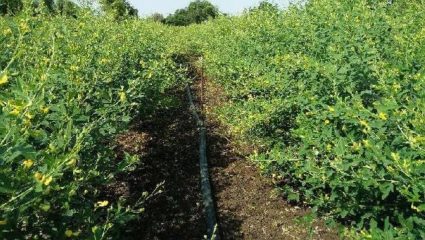 मृत्यूनंतरही थांबेना शेतकरी कुटुंबाची फरपट! २ वर्षांपासून अतिवृष्टीचा तडाखा; नापिकी, कर्जबाजारीपणा वाढला