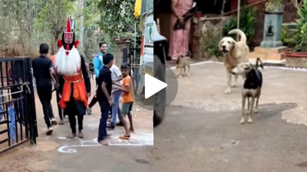 एक शंकासुर असा ही! लोकांना पळवणारा, श्वानांना पाहून स्वतः लागला पळू; हसून होईल नकोसा… Viral विडिओ