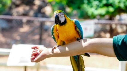 बुलढाण्यात आज पहिले विद्यार्थी पक्षी संमेलन! चिमण्यांसाठी पाणी व दाण्याची व्यवस्था