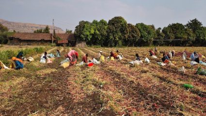 रोहोकडी परिसरात कांदा काढणीला वेग; मजुरांच्या टंचाईमुळे बळीराजा संकटात