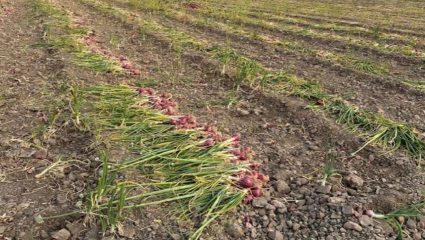 चासवाडा परिसरात कांदा काढणीला वेग; अत्यल्प दरामुळे शेतकरी हतबल