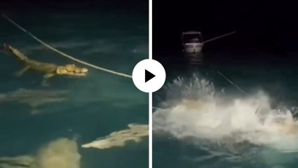 शार्कच्या घोळक्यात मधोमध जाऊन अडकला ‘पाण्याचा दैत्य’, भयावह झाले दृष्य अन् घटनेचा Video Viral