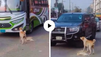 शेवटी आईच ती…! पिल्लाला वाचवण्यासाठी ढाल बनून गाडीसमोर उभी राहिली अन् पुढे जे घडलं… Video Viral