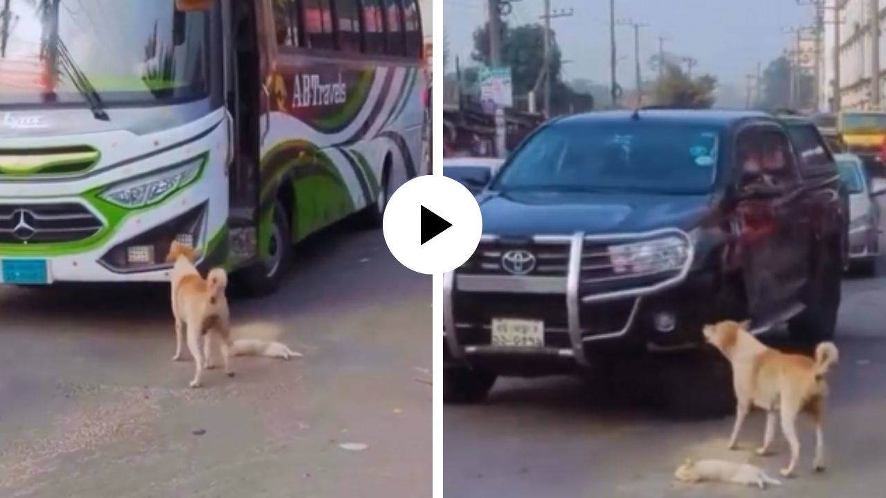 शेवटी आईच ती…! पिल्लाला वाचवण्यासाठी ढाल बनून गाडीसमोर उभी राहिली अन् पुढे जे घडलं… Video Viral