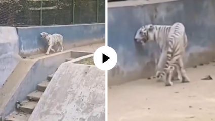 भुकेने व्याकुळ झाला, शरीराची झाली काठी… पटणा प्राणीसंग्रहातील पांढऱ्या वाघाचा Video Viral; अवस्था पाहून नेटकरी संतापले
