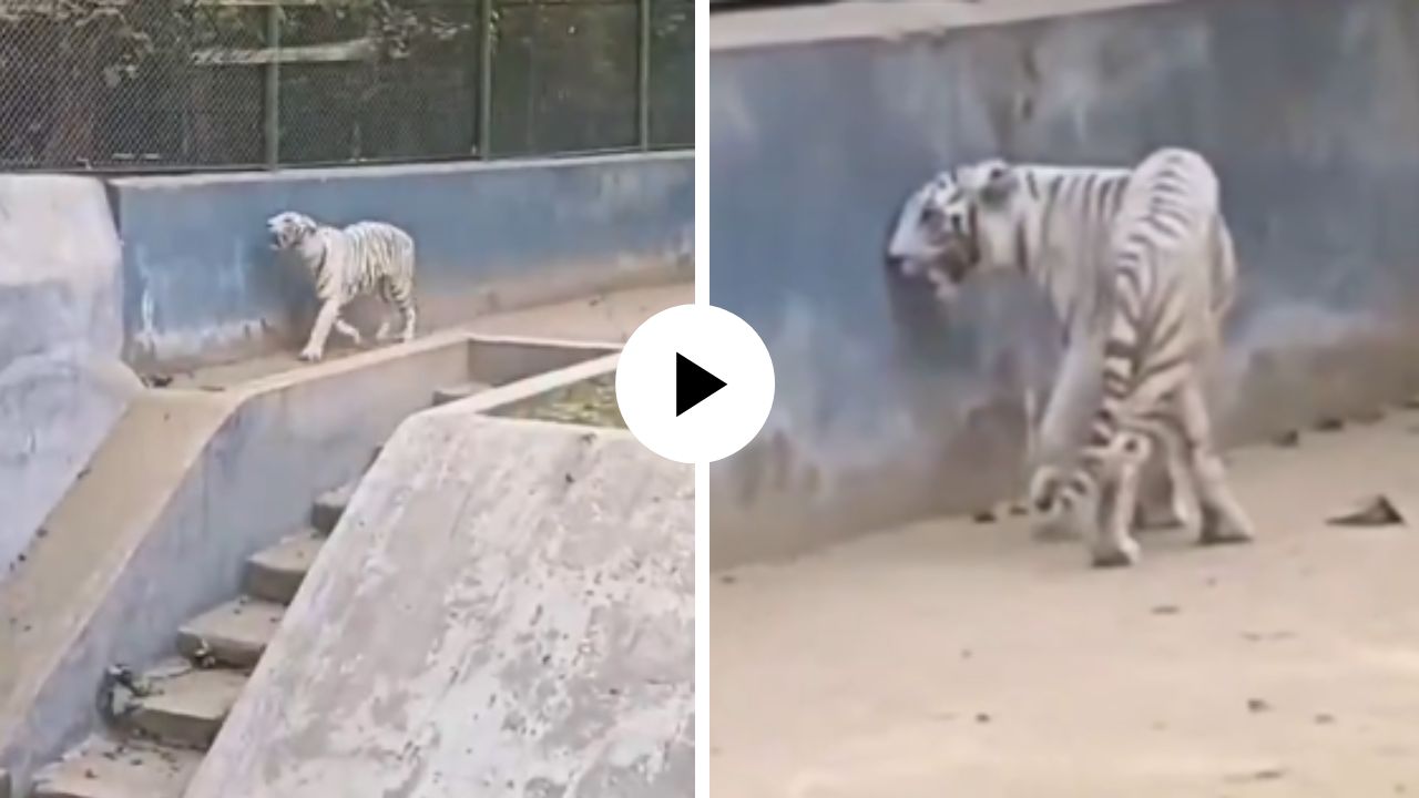 भुकेने व्याकुळ झाला, शरीराची झाली काठी… पटणा प्राणीसंग्रहातील पांढऱ्या वाघाचा Video Viral; अवस्था पाहून नेटकरी संतापले
