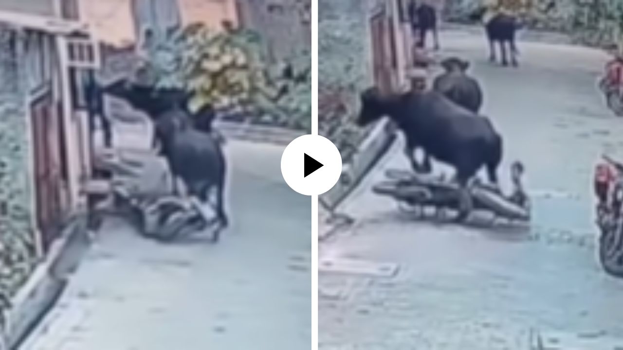 काय म्हणावं याला! आता म्हैसही झाली बाईकचोर… पाहून नेटकरी हैराण; मजेदार Video Viral