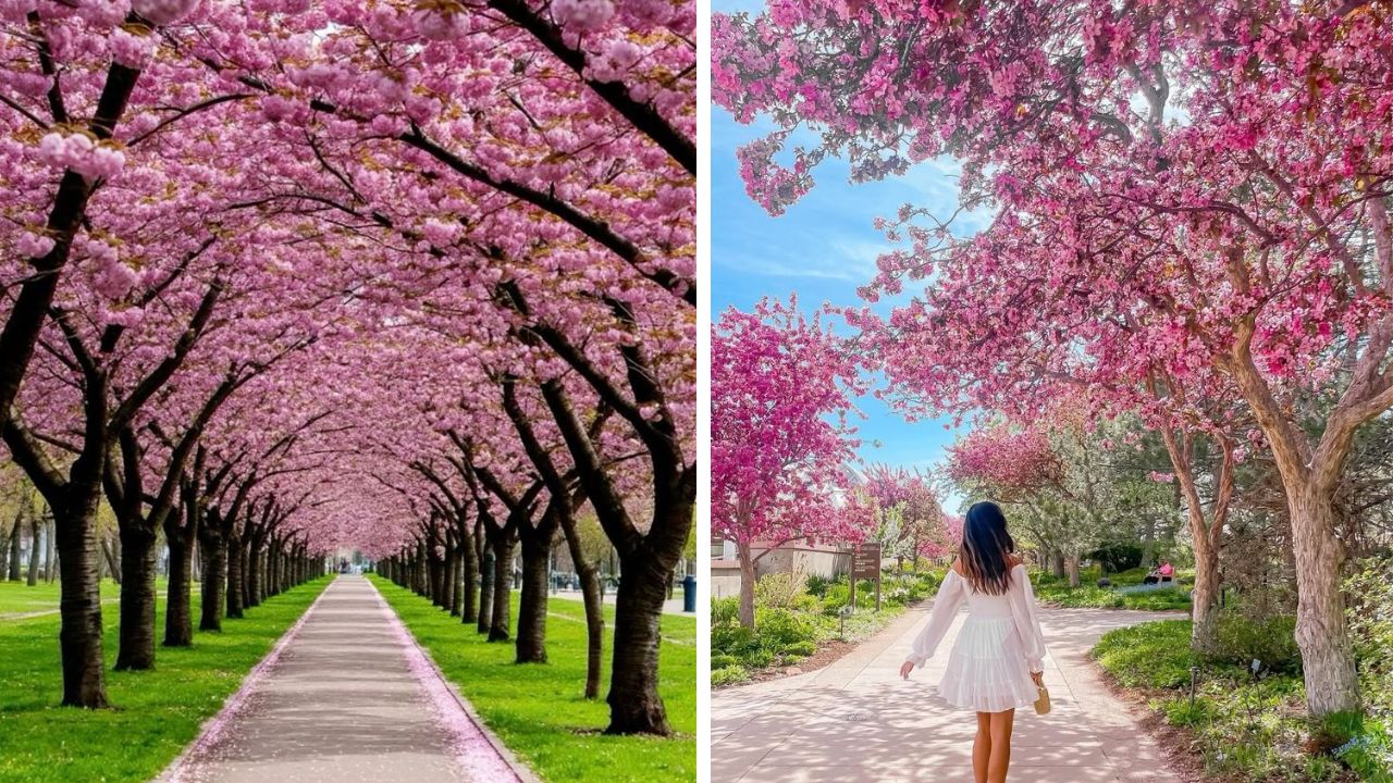 आता चेरी ब्लॉसम पाहण्यासाठी जपानला जाण्याची गरज नाही; मुंबईतच घेता येईल गुलाबी फुलांचा आनंद