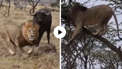 आश्चर्यच! जीव वाचवण्यासाठी जंगलाचा राजा पळाला आणि थेट झाडावरच जाऊन बसला… पाहून सर्वांनाच बसला धक्का; Video Viral