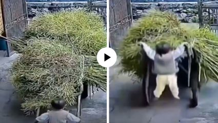 आईला मदत करायला गेला चिमुकला; पण बग्गी पकडताच हवेत खेळाला झोका… पाहूनच येईल हसू; क्युट Video Viral