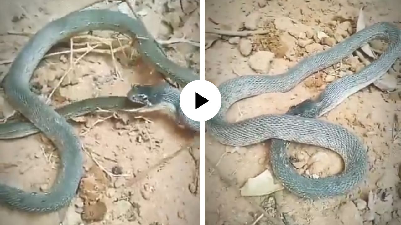 खायला काय मिळालं नाही म्हणून सापाने स्वतःचीच शेपटी गिळून टाकली, पाहणारेही झाले थक्क; घटनेचा थरारक Video Viral