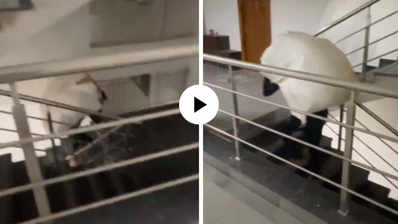 लिफ्टमध्ये चढू दिलं नाही… डिलिव्हरी बॉयने खांद्यावर उचललं ओझं; लोक म्हणाले, “माणुसकी हरवली”; Video Viral