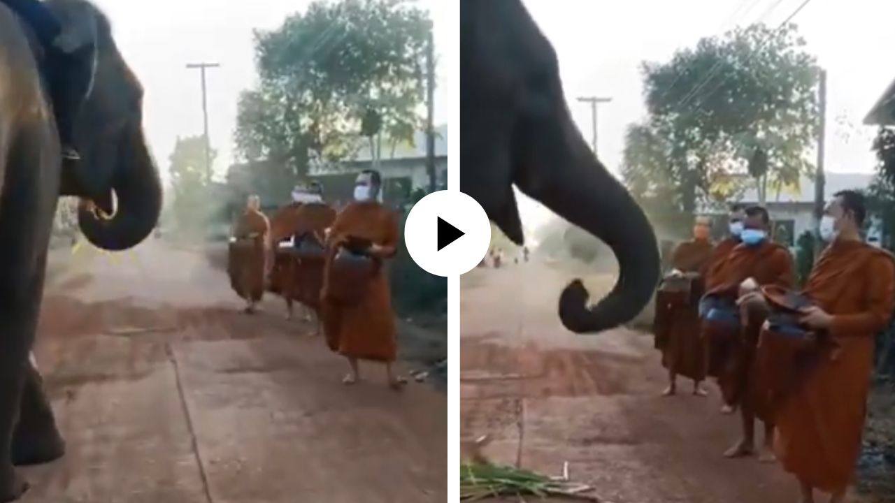 ‘महाराज, जरा बाजूला!’ रस्त्यातच बौद्ध भिक्षूंना अडवून खोडकर हत्तीने वसूल केला टोल, गोंडस दृश्य अन् Video Viral