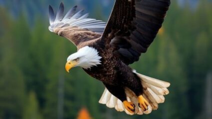 जगातील असा एक देश जिथे गरुडासाठी बनवलं जात पासपोर्ट, अनोखं आहे यामागच कारण…